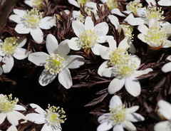 Anemonoides amurensis