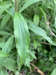 Solidago canadensis