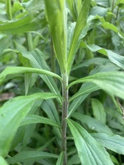 Solidago canadensis