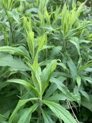 Solidago canadensis