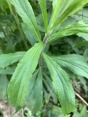 Solidago canadensis