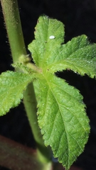 Abelmoschus esculentus