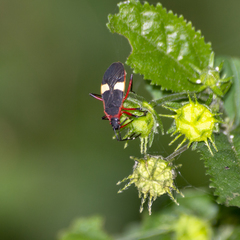 Dysdercus albofasciatus