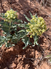 Asclepias macrosperma