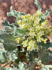 Asclepias macrosperma