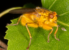 Scathophaga stercoraria