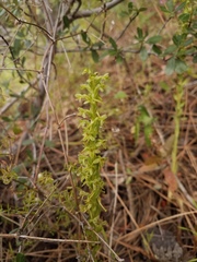 Platanthera michaelii