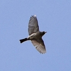 Cardinalidae
