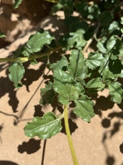 Encelia resinifera
