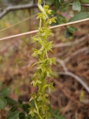 Platanthera michaelii