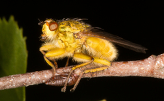 Scathophaga stercoraria