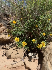 Encelia resinifera