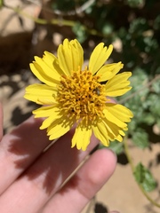 Encelia resinifera