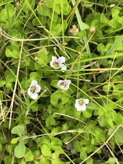 Bacopa