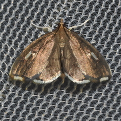 Perispasta caeculalis