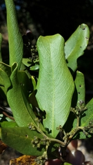 Coptosperma