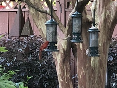 Cardinalis cardinalis