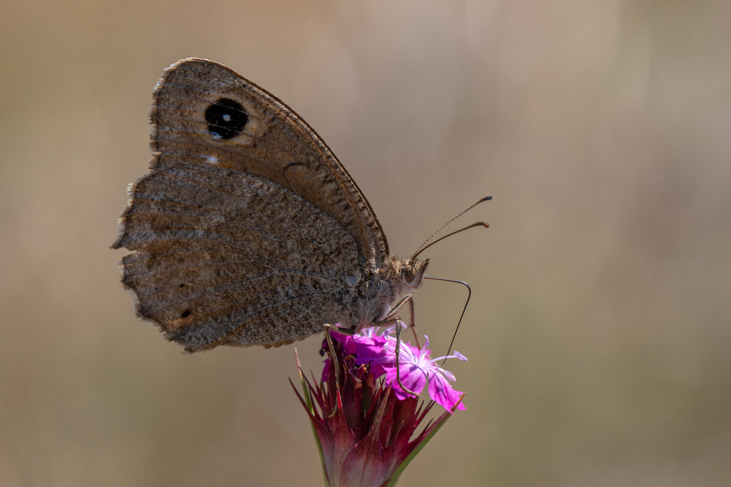 Satyrus virbius