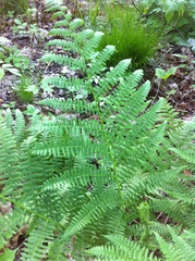 Athyrium
