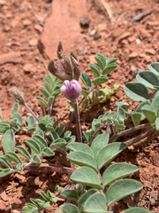 Astragalus malacoides