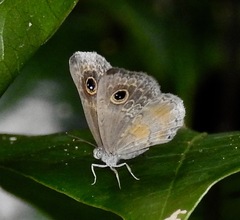Perophthalma tullius