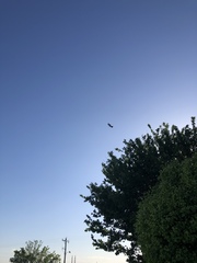 Falconiformes