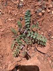 Astragalus malacoides