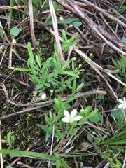 Moehringia lateriflora
