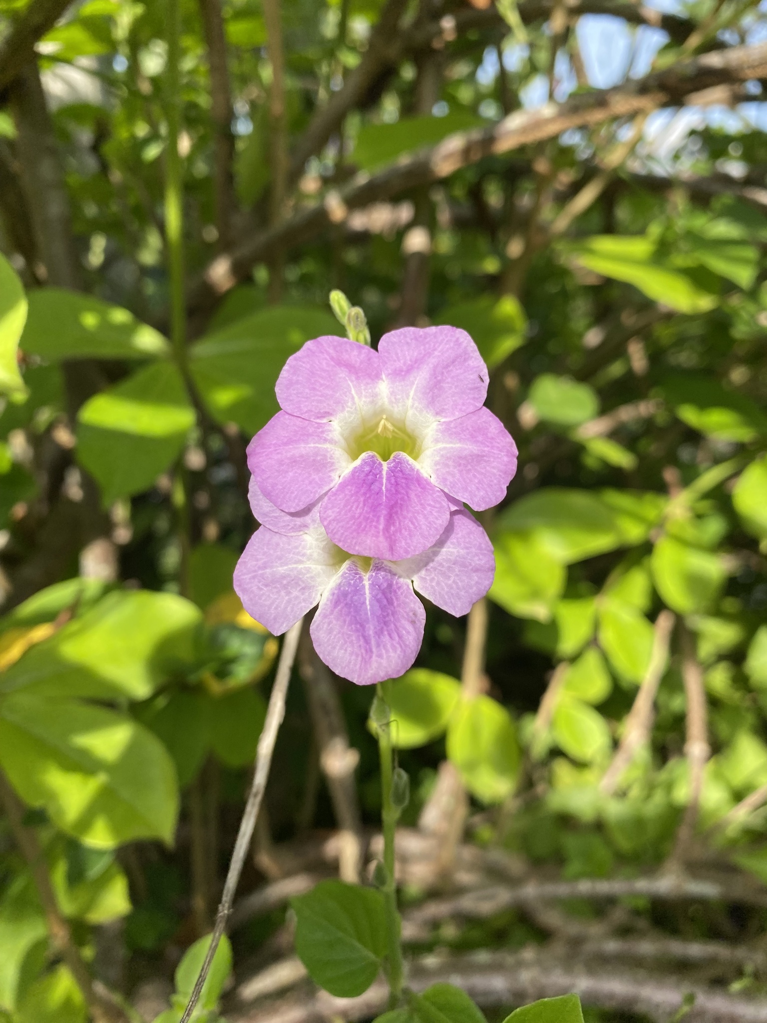 Asystasia gangetica