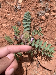 Astragalus malacoides