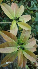 Schefflera