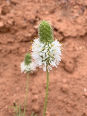 Dalea candida oligophylla