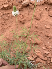 Dalea candida oligophylla