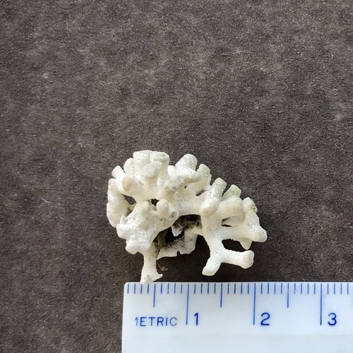 Heteropora pacifica