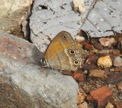 Pharneuptychia