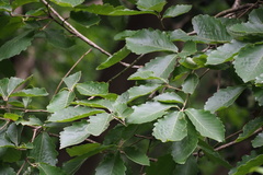 Quercus dentata