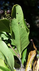 Coptosperma