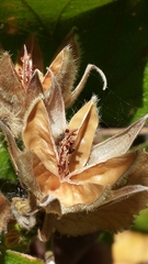 Image of Hibiscus bernieri