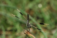 Brachythemis impartita
