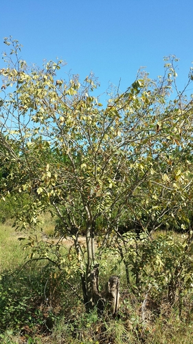 Dalbergia hildebrandtii image