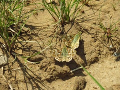 Muschampia lavatherae