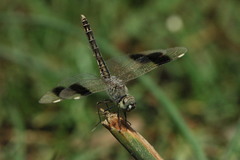 Brachythemis impartita