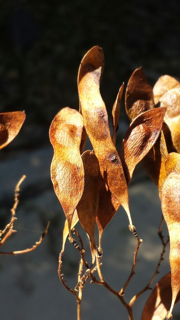 Dalbergia subsect. Peltieri