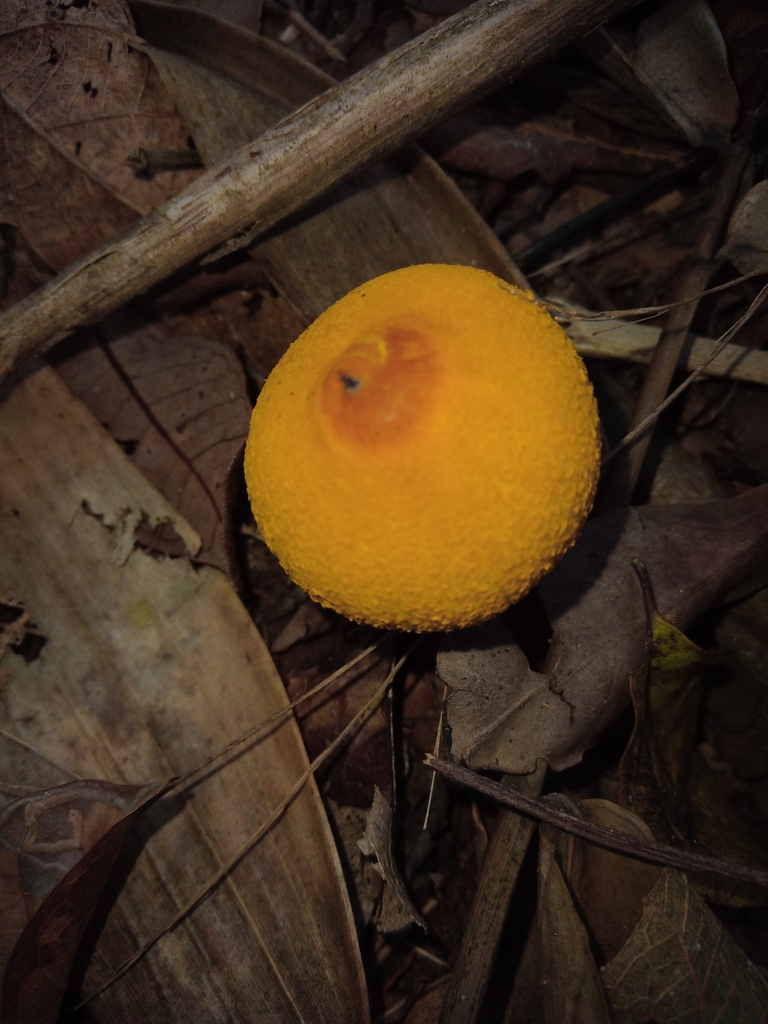 Leucocoprinus brunneoluteus · June 2024 · photo: © siguisira (iNaturalist, cc0)