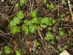 Parasenecio kamtschaticus