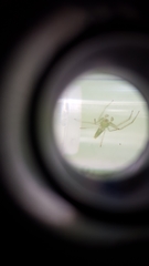 Cetratus rubropunctatus