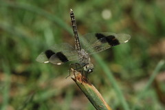 Brachythemis impartita