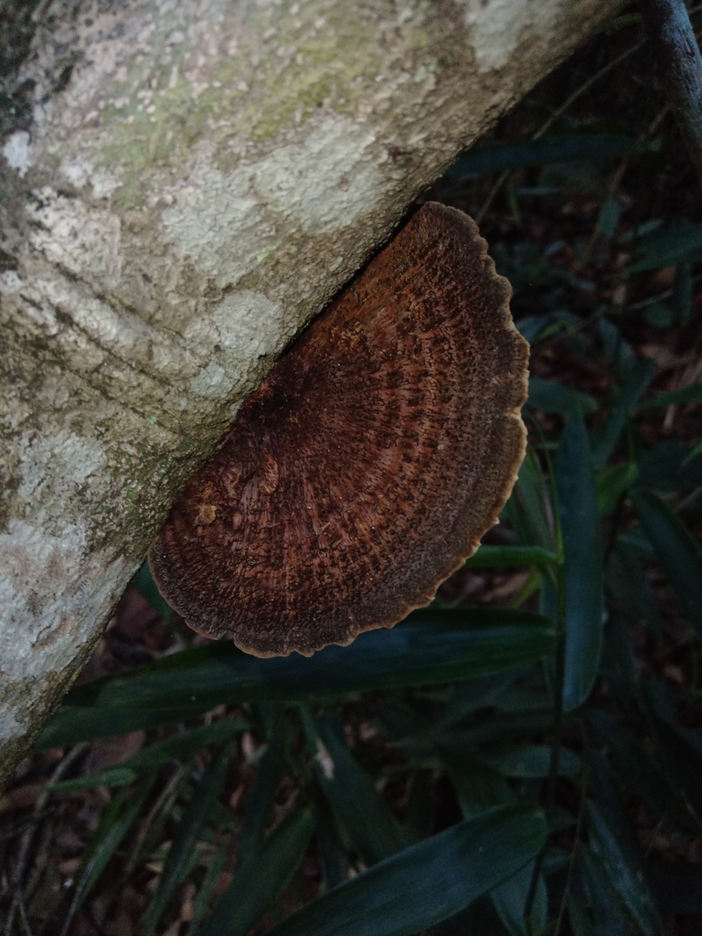 Hexagonia hydnoides · June 2024 · photo: © siguisira (iNaturalist, cc0)