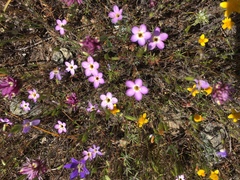 Leptosiphon ambiguus