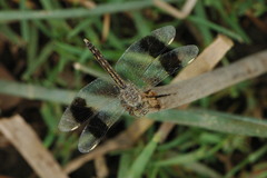 Brachythemis impartita